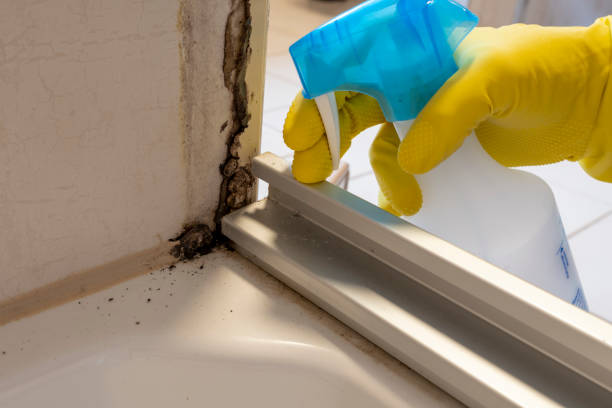 Best Certified Mold Removal  in Pasadena, TX