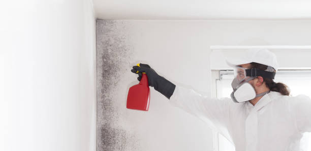 Best Mold Removal and Inspection  in Pasadena, TX