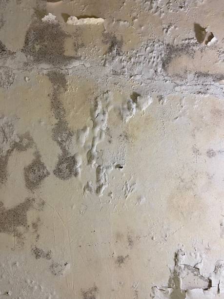 Best Mold Testing  in Pasadena, TX