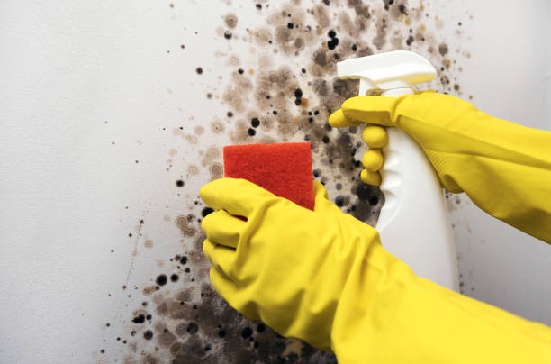 Best Local Mold Removal Service  in Pasadena, TX