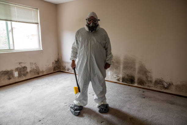 Best Mold Testing and Removal  in Pasadena, TX