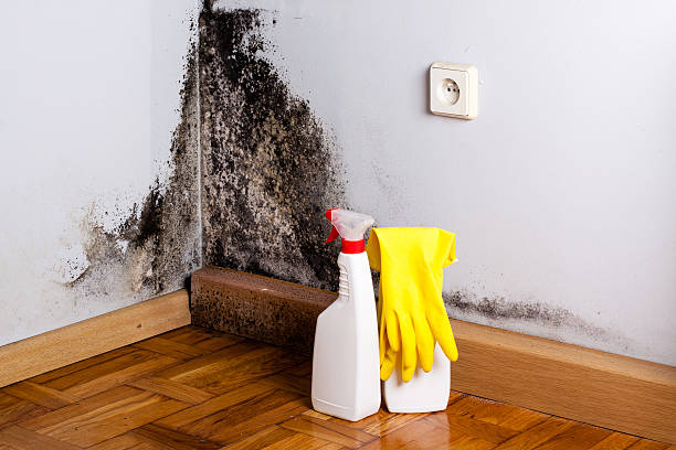 Best Crawl Space Mold Removal  in Pasadena, TX