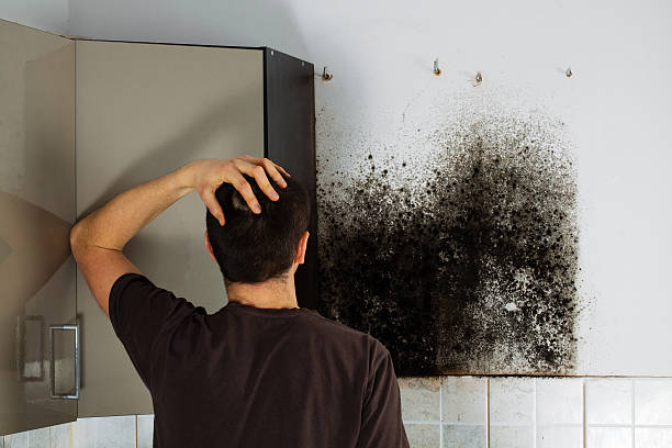 Attic Mold Removal in Pasadena, TX