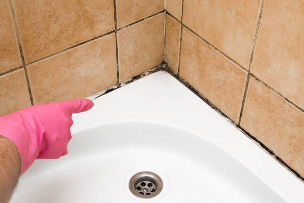Best Residential Mold Removal  in Pasadena, TX